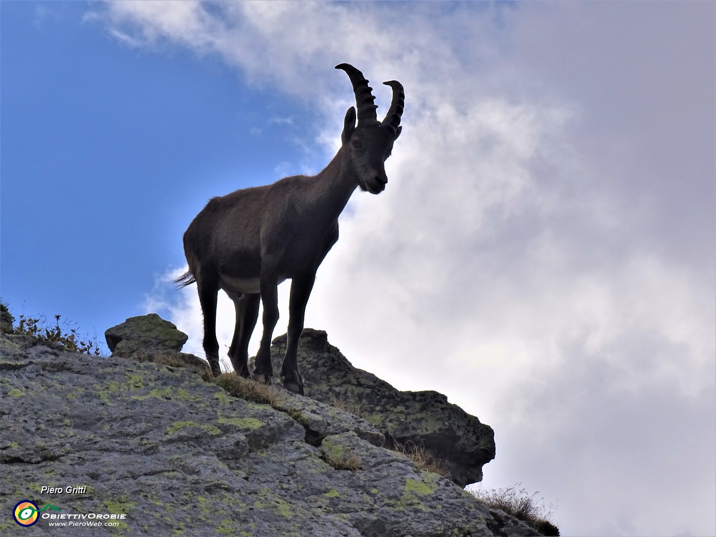 70 Stambecco ...di roccia in roccia.JPG